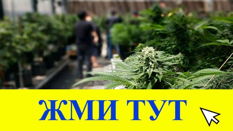 Купить наркотики в Пересвете